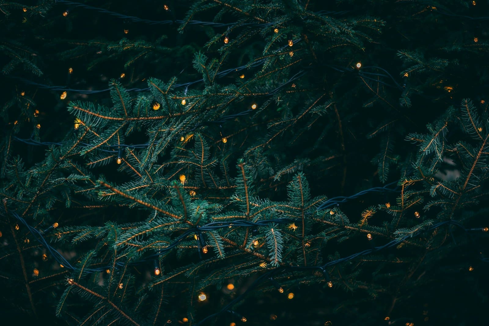 Photo by Kieran White green pine tree with fireflies