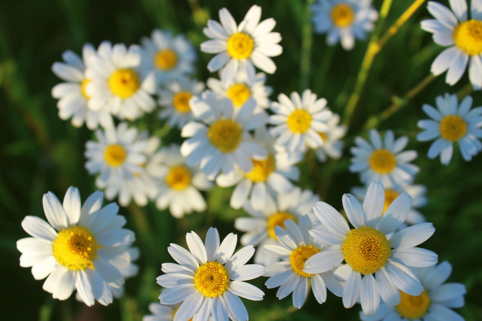 Photo by Yaroslava Stupnytska chamomile flowers